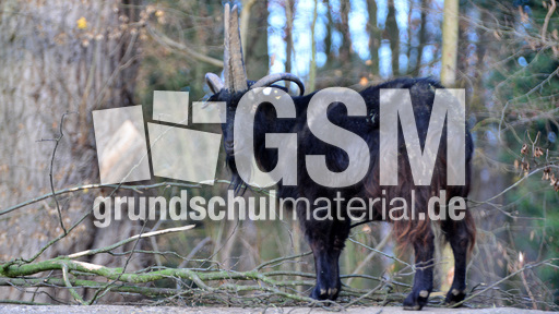 Vierhornziege (1).jpg